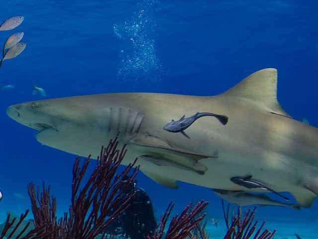 SHAREEF □ BALMORAL SHARK SOLE karatebih.ba